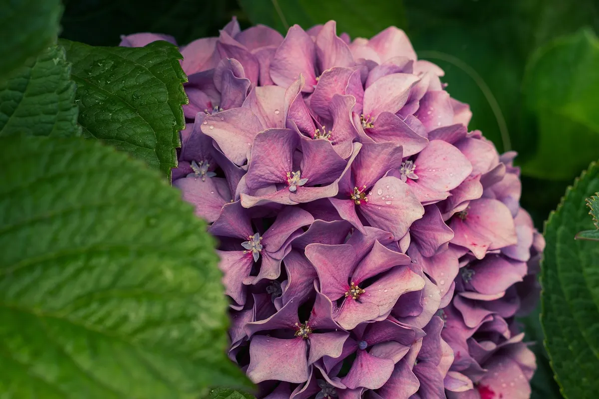 flower, hydrangea, peek, hiding, hidden, discover, young, pink, flower wallpaper, flower background, nature, spring, bloom, beautiful flowers, blossom