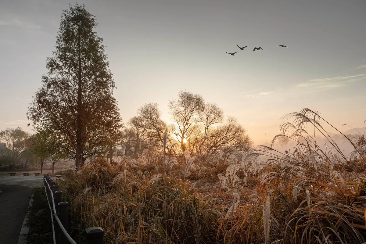 autumn, landscape, nature, forest, wild goose, visitor, sunrise, sky, landscape, landscape, landscape, landscape, landscape, nature, nature, nature, forest, sun