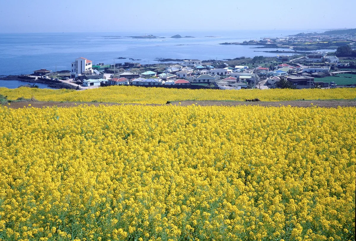 韓國共和國、濟州島、濟州、自然、春天、旅行、韓國、風景、景觀、海洋、旅遊、 beaches、假期、濟州海、島、環境、旅行