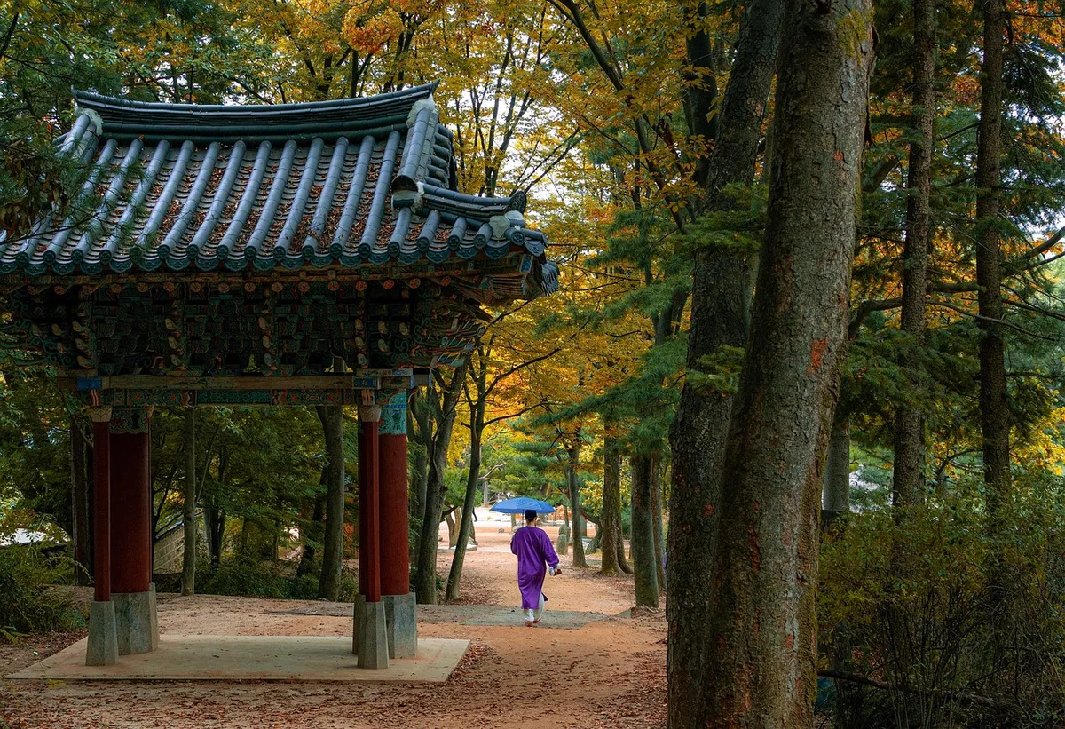 韓國民俗村，森林，樹木，散步，秋天，園林，公園，文化，村莊，傳統，歷史，旅遊，漢屋，民俗村，民俗村，民俗村