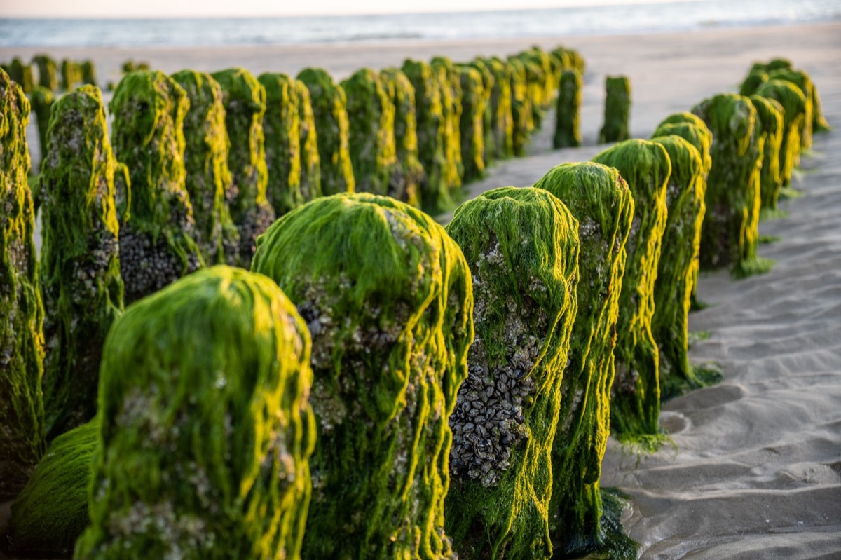 Foglie di alga essiccata
